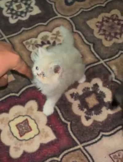 extreme punch face ma kittens available for sale urgent location  city