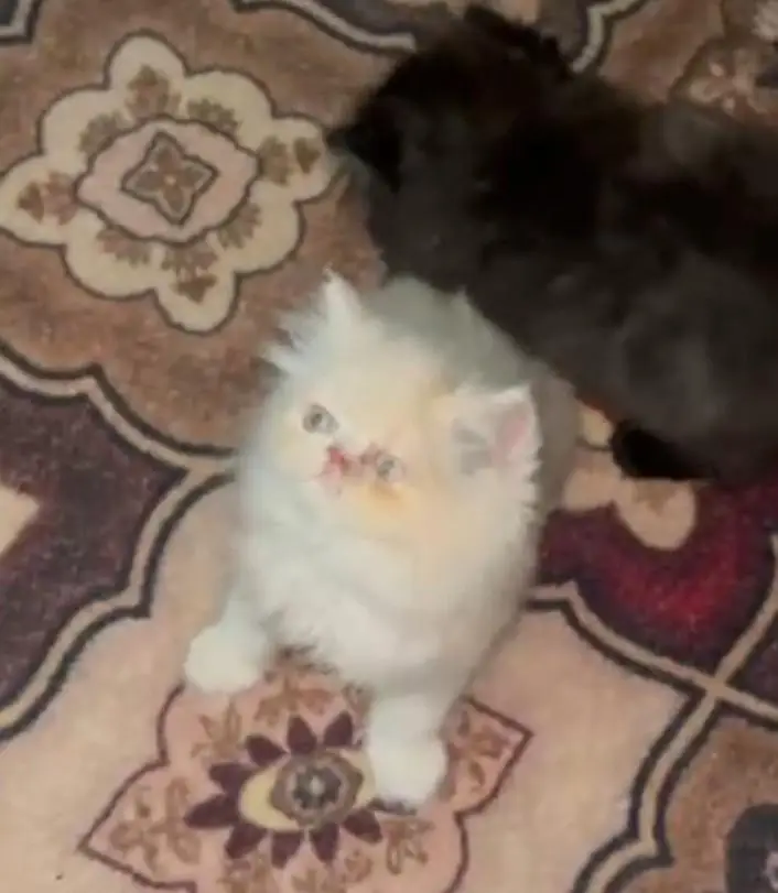 extreme punch face ma kittens available for sale urgent location  city — photo 2