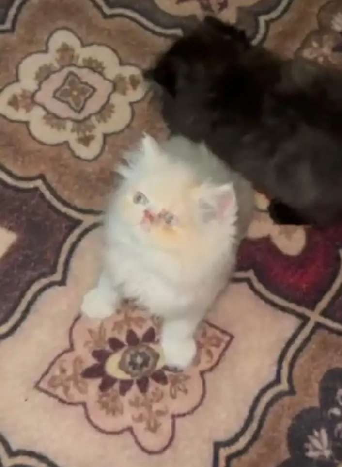 extreme punch face ma kittens available for sale urgent location  city — photo 3