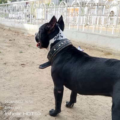 Pitbull mail reader