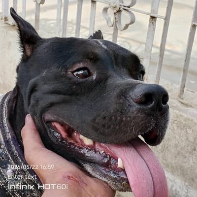 American bully