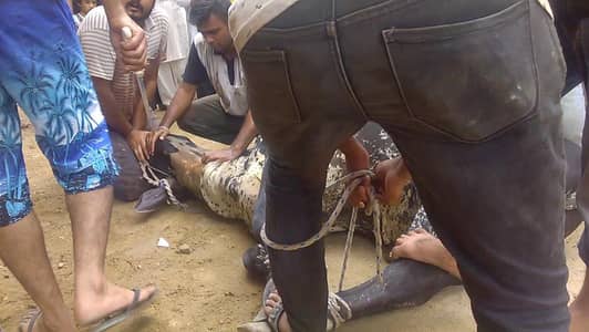 qasai Camel cow Bakra katta