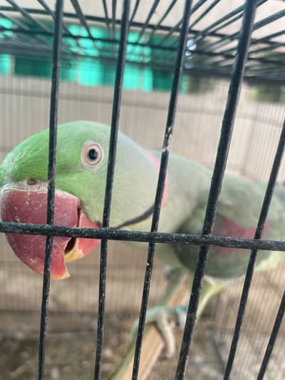 Breeding pair for sale wildlife licensed