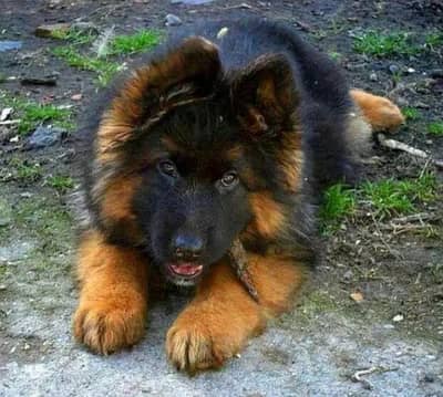German Shepherd 03231150764