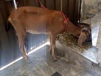 donda ha bakra