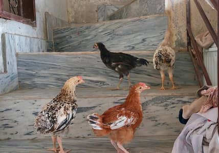 Chicken pair with pinjra for urgent sale