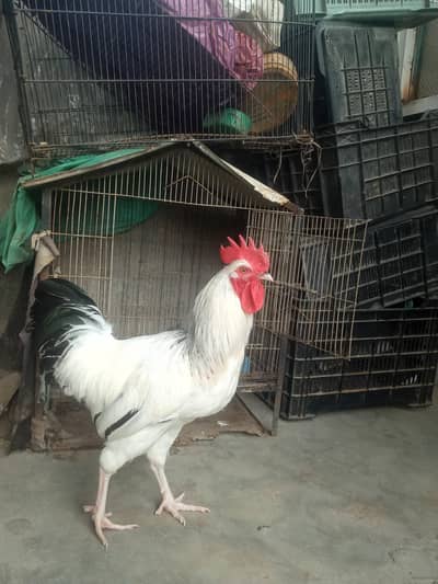 Light Sussex male for sale