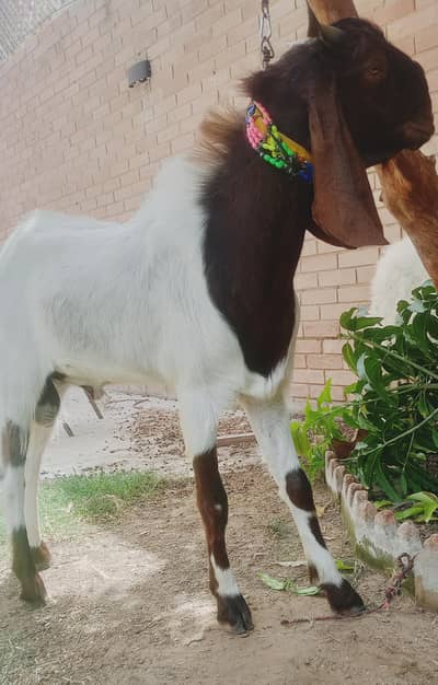 2 Danth Bakra for sale