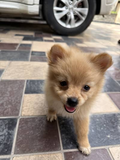 Pomeranian Puppy