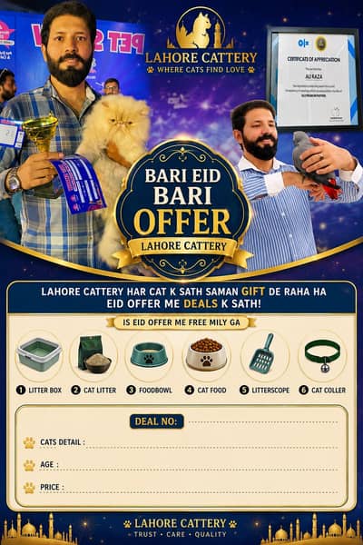 EId offer on persian cats with deals