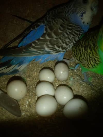 Budgies for sale