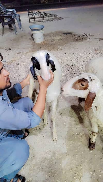 Sheeps for Sale for Qurbani