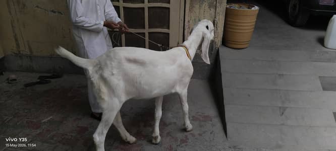 female Goat patth
