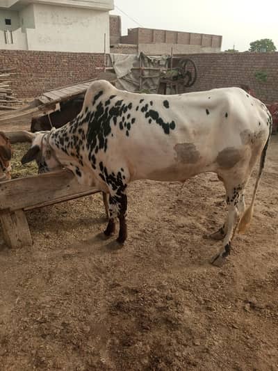 قربانی کا خوبصورت وچھا