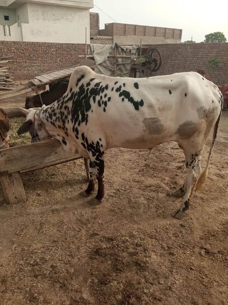 قربانی کا خوبصورت وچھا 0