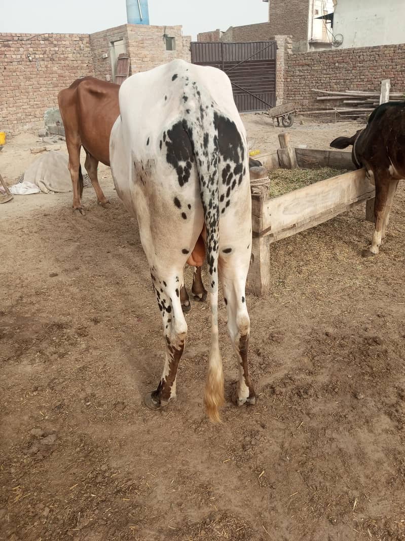 قربانی کا خوبصورت وچھا 1