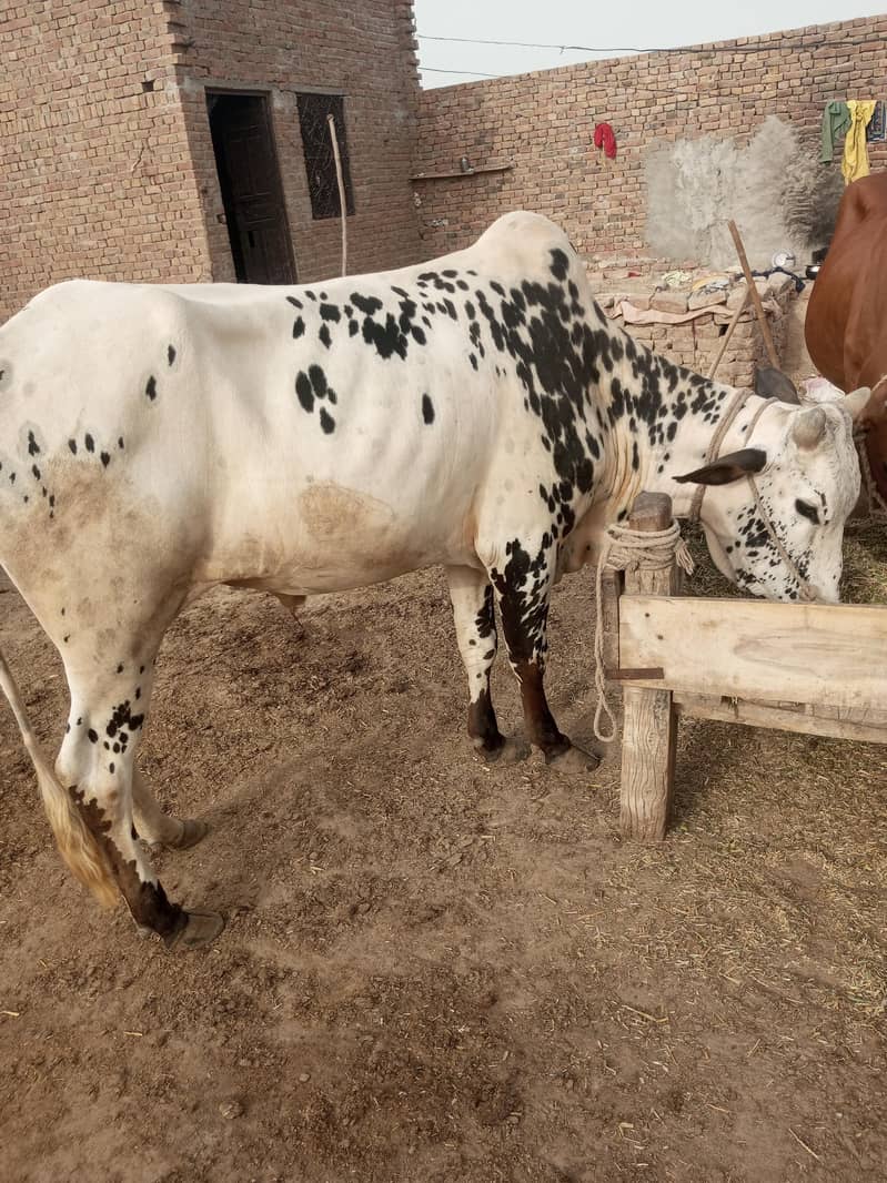 قربانی کا خوبصورت وچھا 2