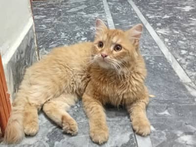 male persion cat for sale 03225412314