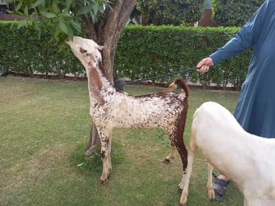 pair of goats male