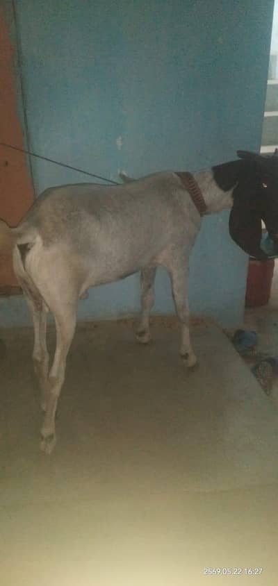 Bakra