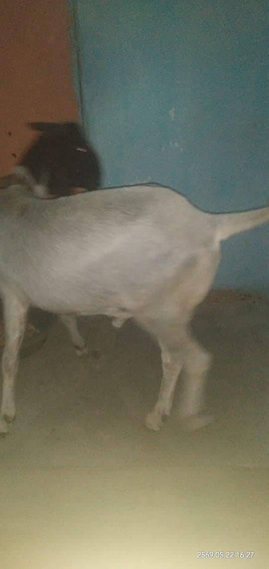 Bakra 1