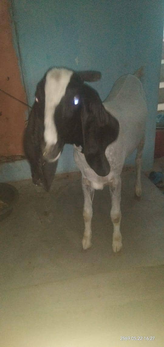 Bakra 2