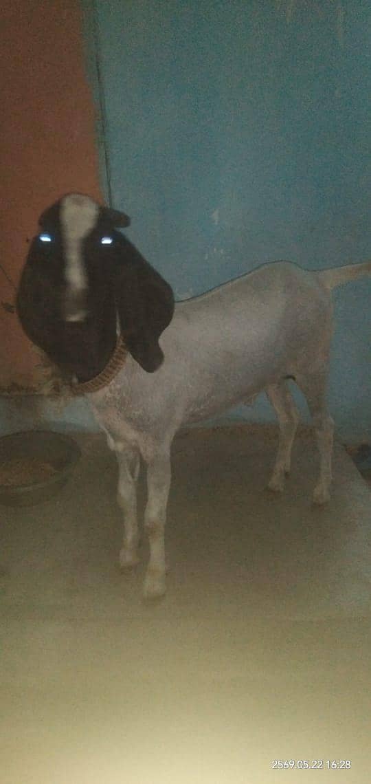 Bakra 3