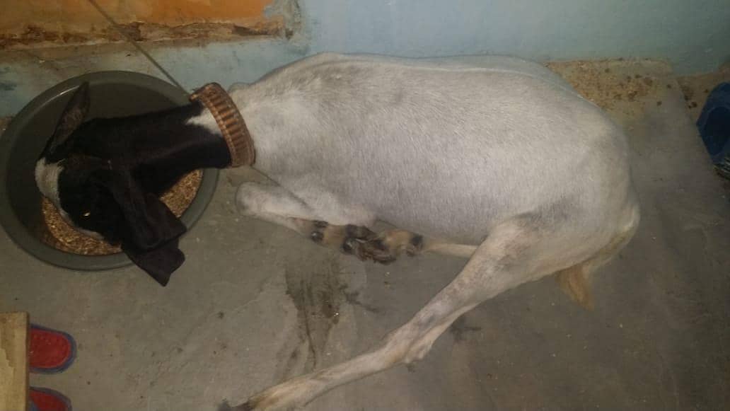 Bakra 4