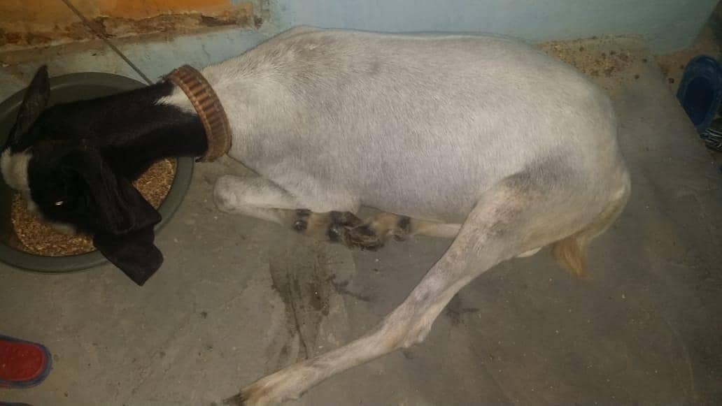 Bakra 5