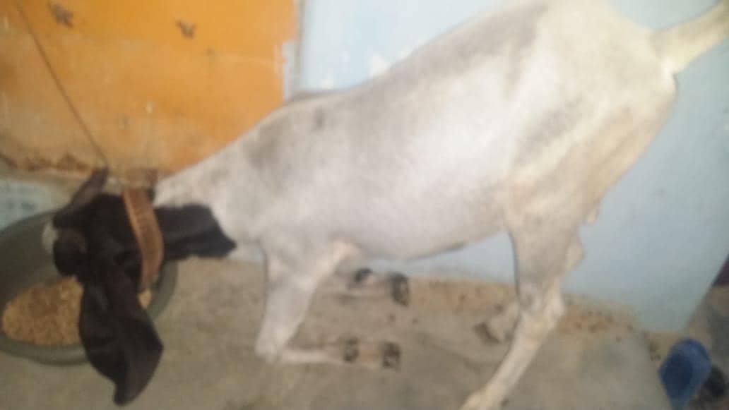 Bakra 6