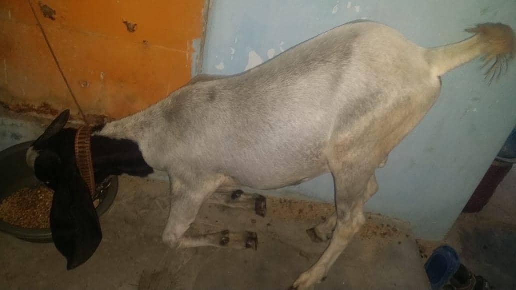 Bakra 7