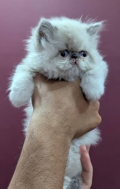persian kittens|triple Coated|Punch Face kittens_cute|fluffy cat/piki
