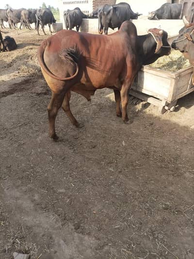 Qurbani Ka Healthy Bull  For Sale | Strong & Hea