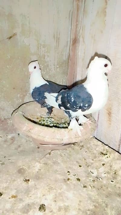 santinat pair call 03007675406