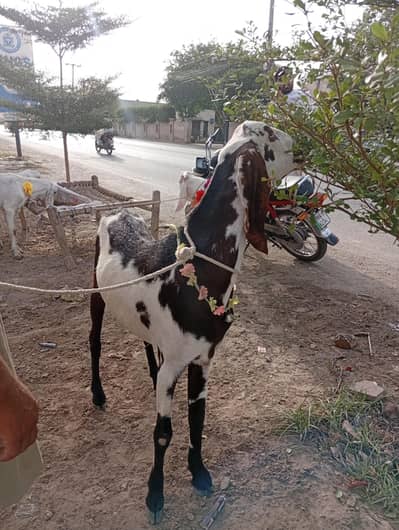 Bakra for sale 03017516043