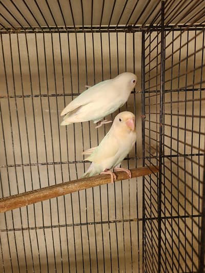 Lovebird Albino and blue eno pair for sale with DNA papers