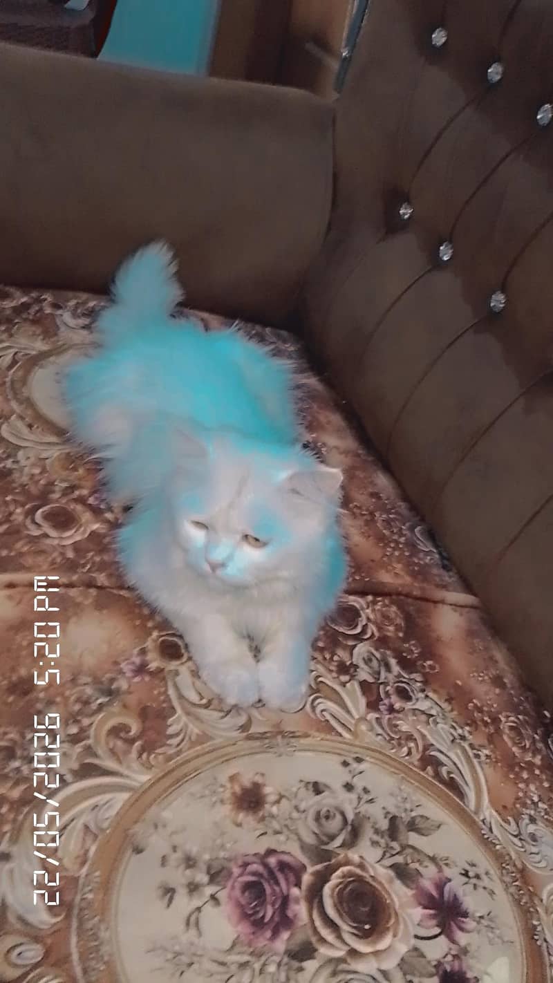 caten 0