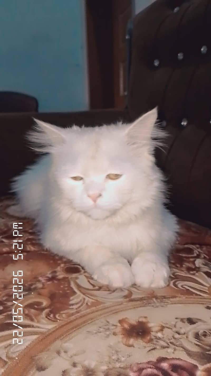 caten 1