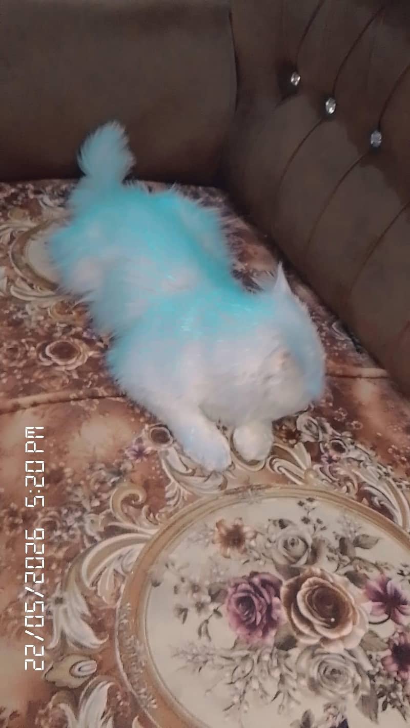 caten 2