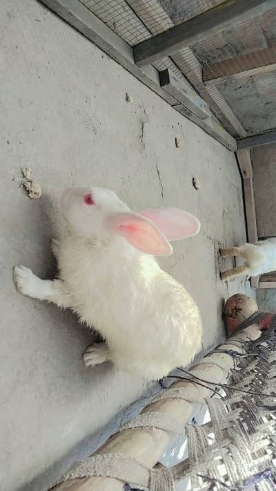 Rabbit 