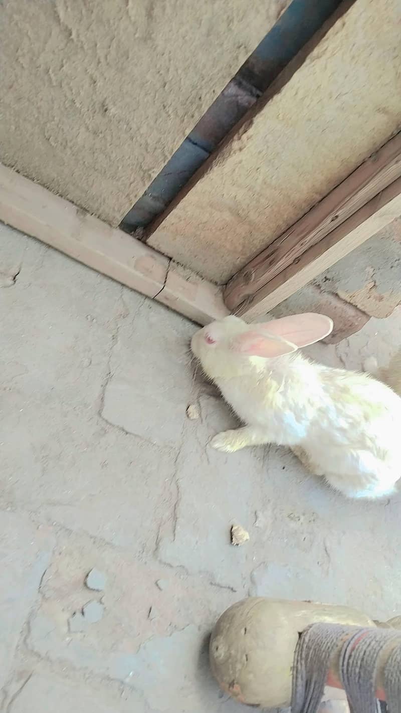Rabbit  1