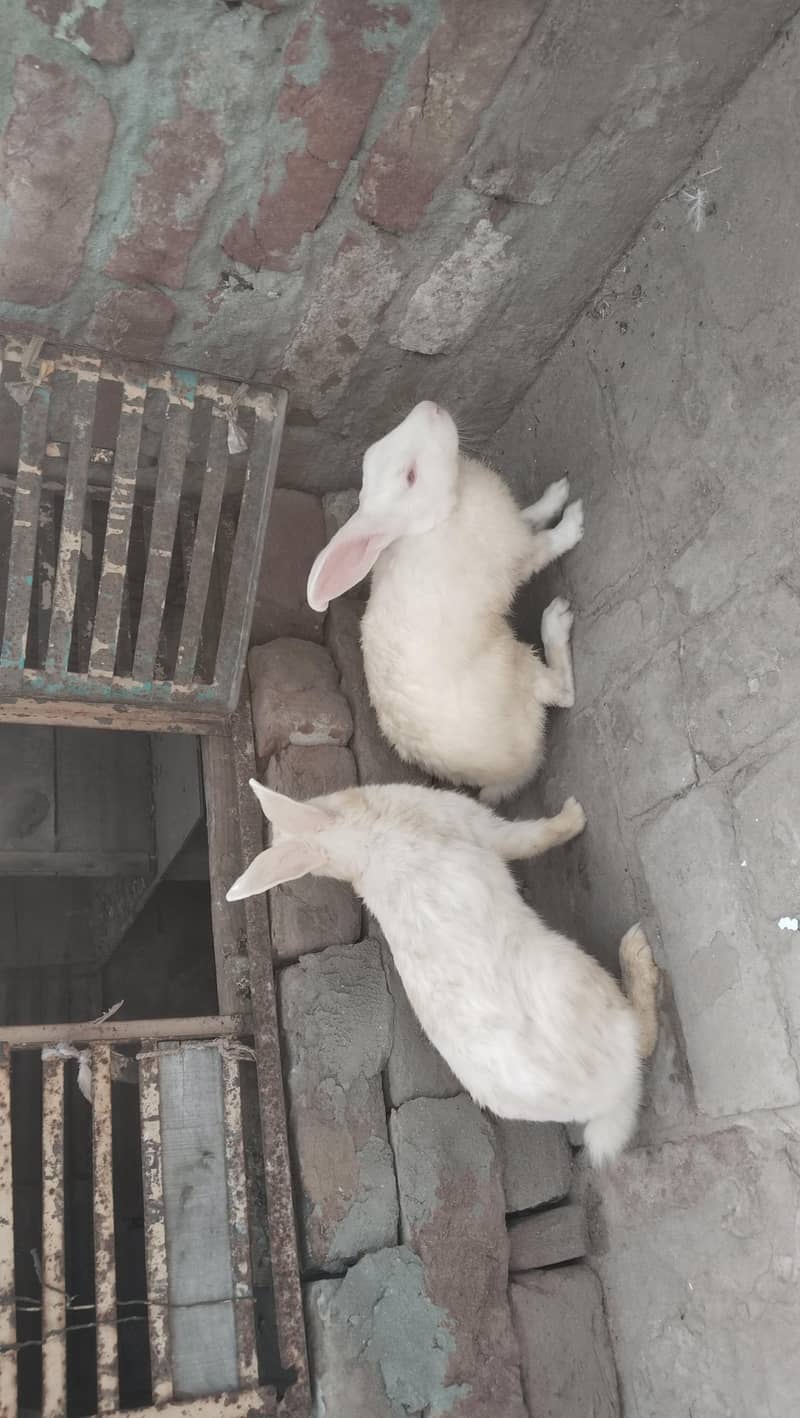 Rabbit  2