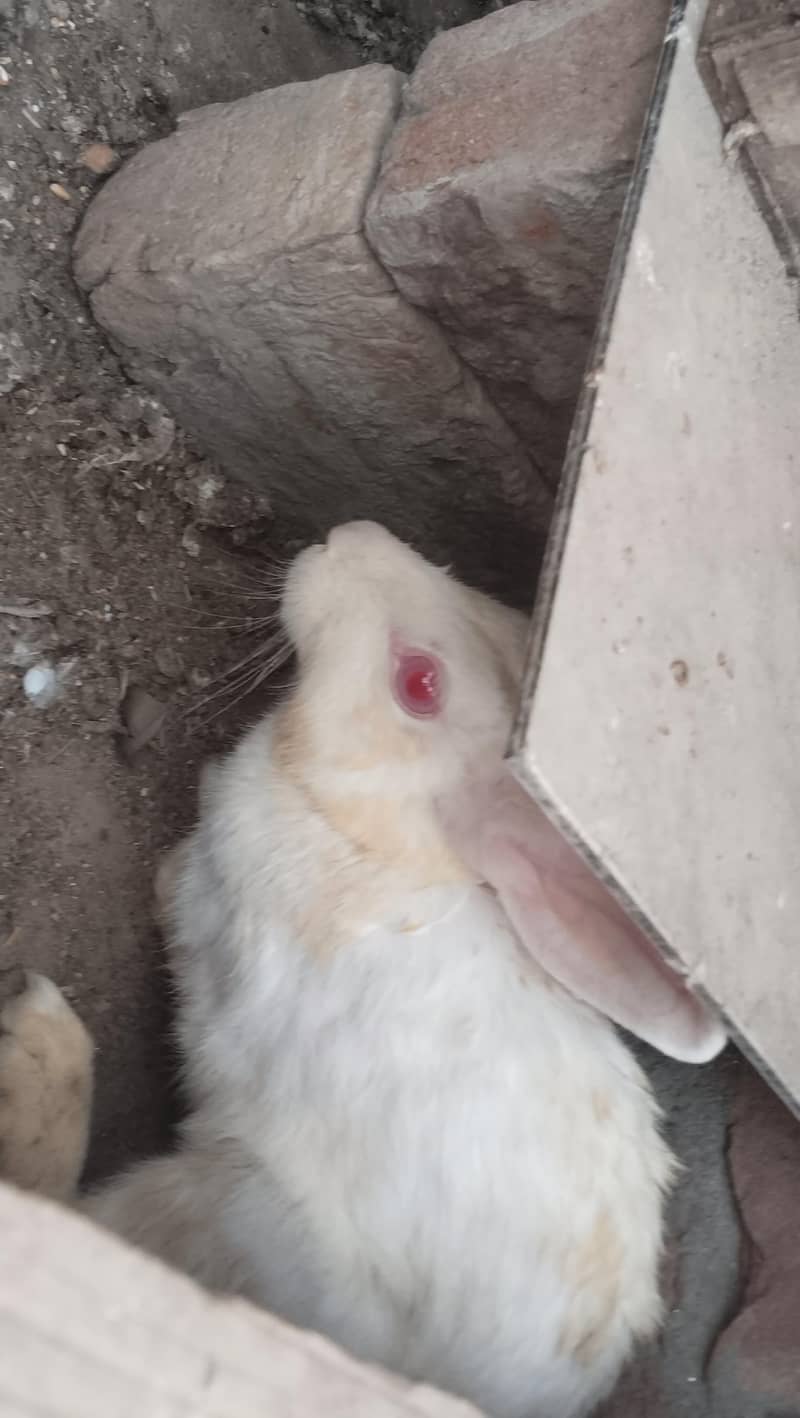 Rabbit  3