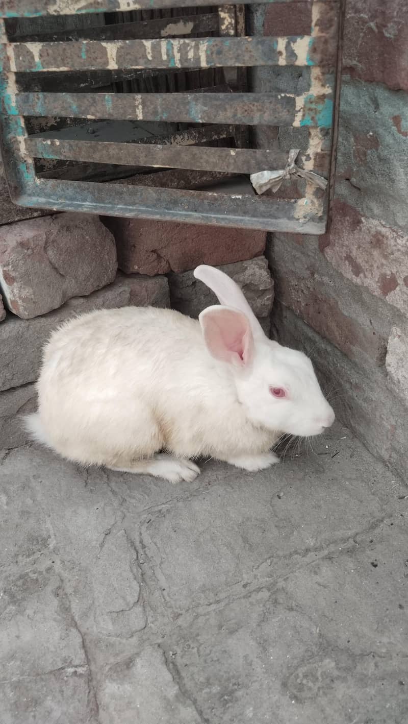 Rabbit  4