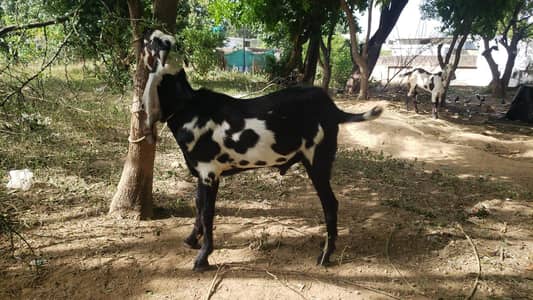 Bakra for sale