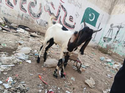 MASH ALLAH BOHOT PYARA BAKRA HAI