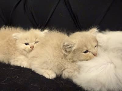 Kitten top quality