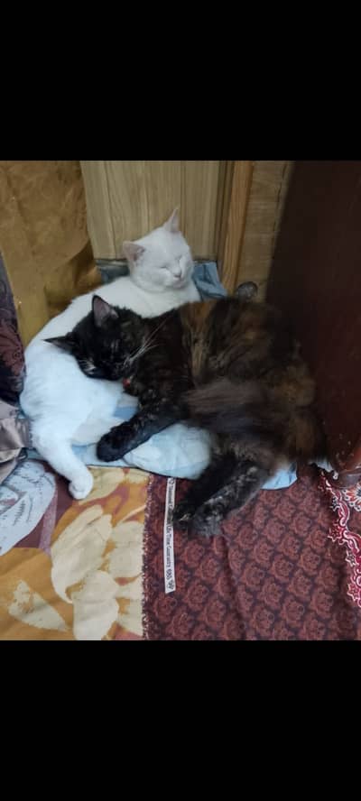 2 persion cat female hain. 1 brown hair 1white hai