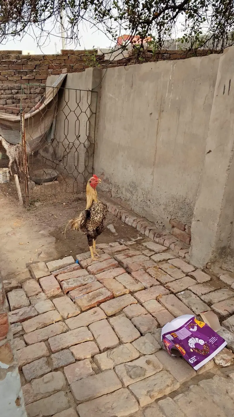 aseel murgha — photo 2