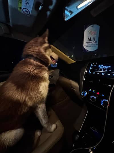 Siberian husky